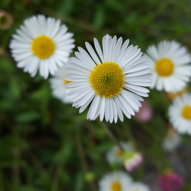 plant image 737872 plant image 737872