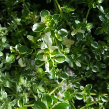 Thymus pulegioides 'Foxley'