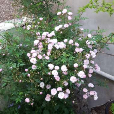 Rosa 'Chewramb' syn. Rosa 'Little Rambler'