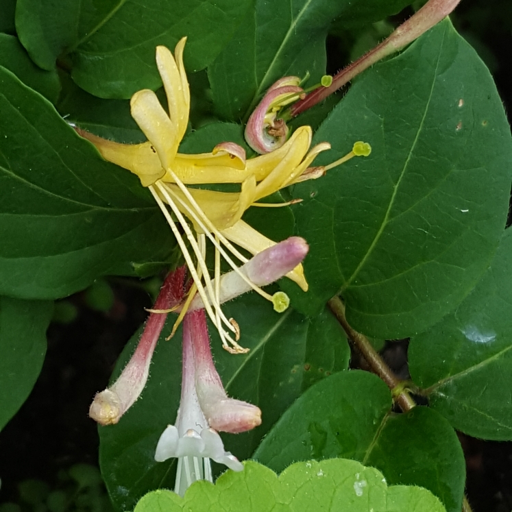 plant image 747679