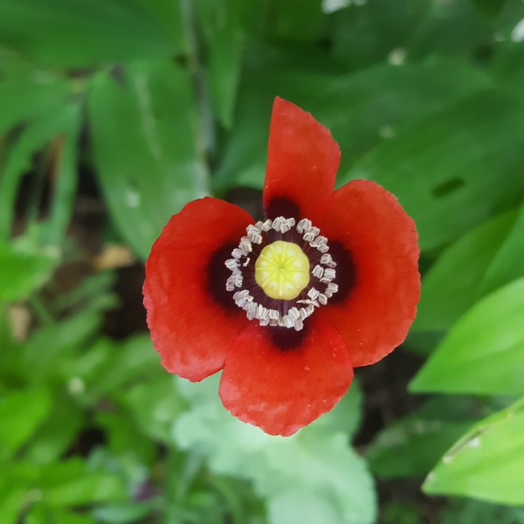 plant image 748829