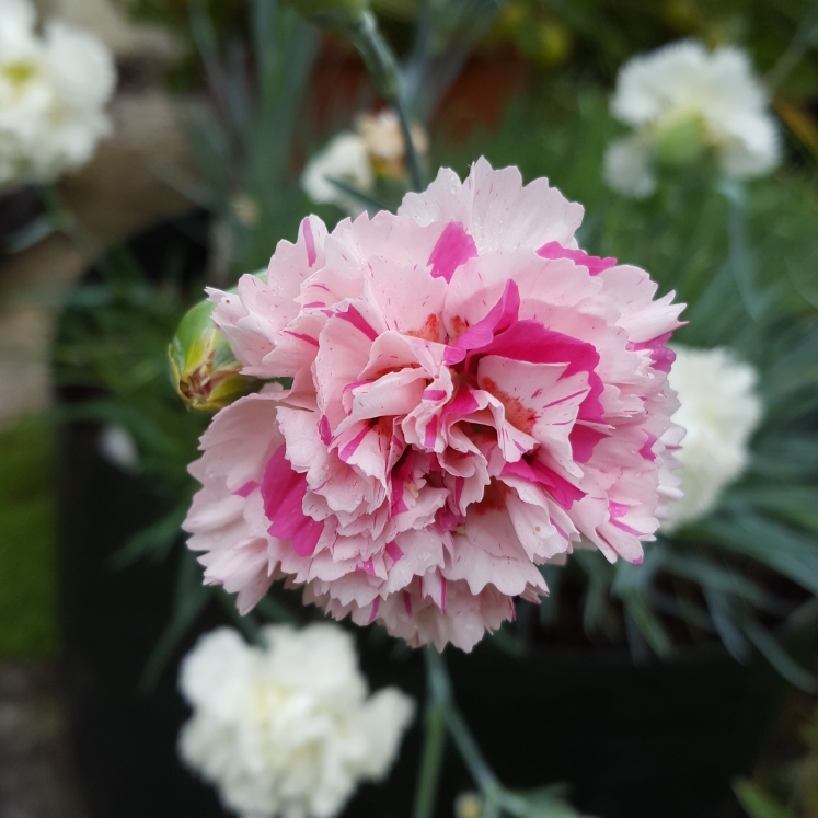 Plant image Dianthus 'Bailey's Celebration'