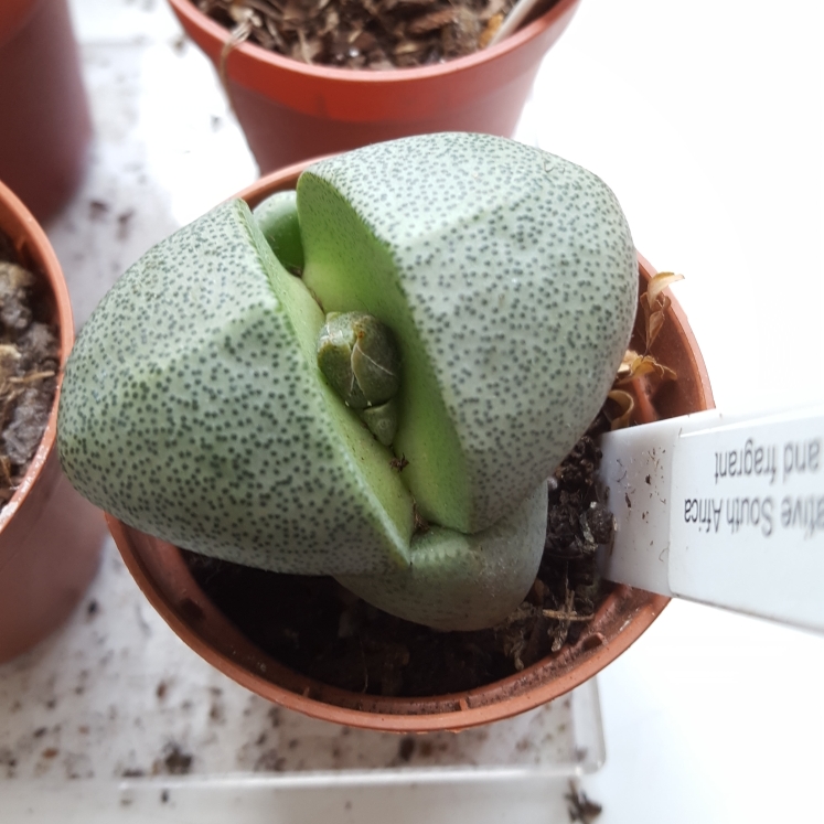plant image 758402 plant image 758402