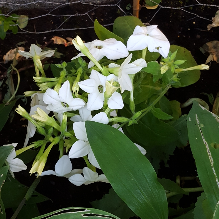 Plant image Nicotiana