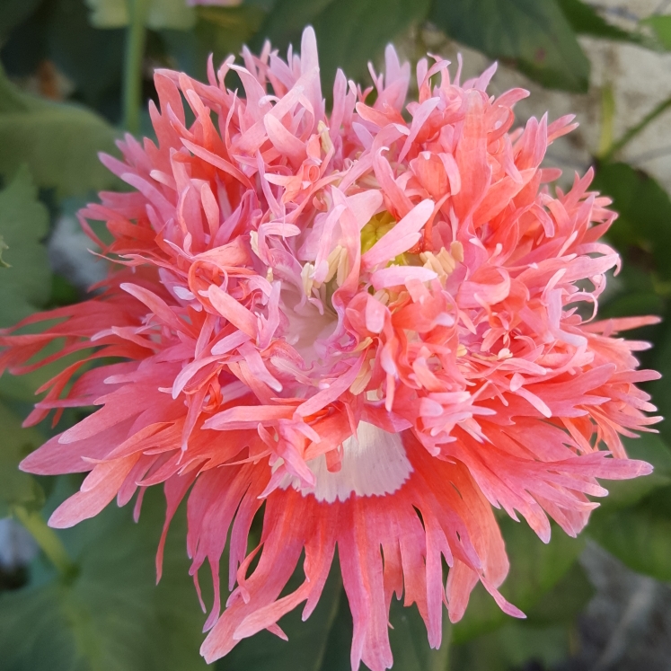 Plant image Papaver somniferum (Laciniatum Group) 'Pink Fizz'