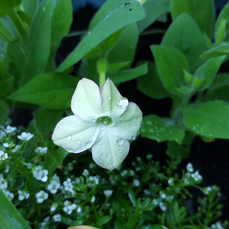 Plant image Nicotiana