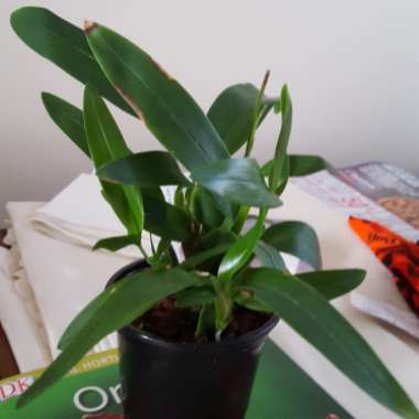 Oncidium globuliferum