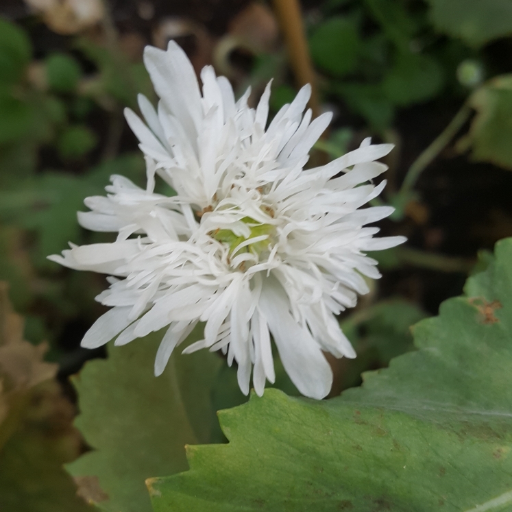 Plant image Papaver somniferum (Laciniatum Group) 'Swansdown'