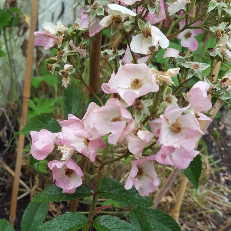 plant image 805562 plant image 805562