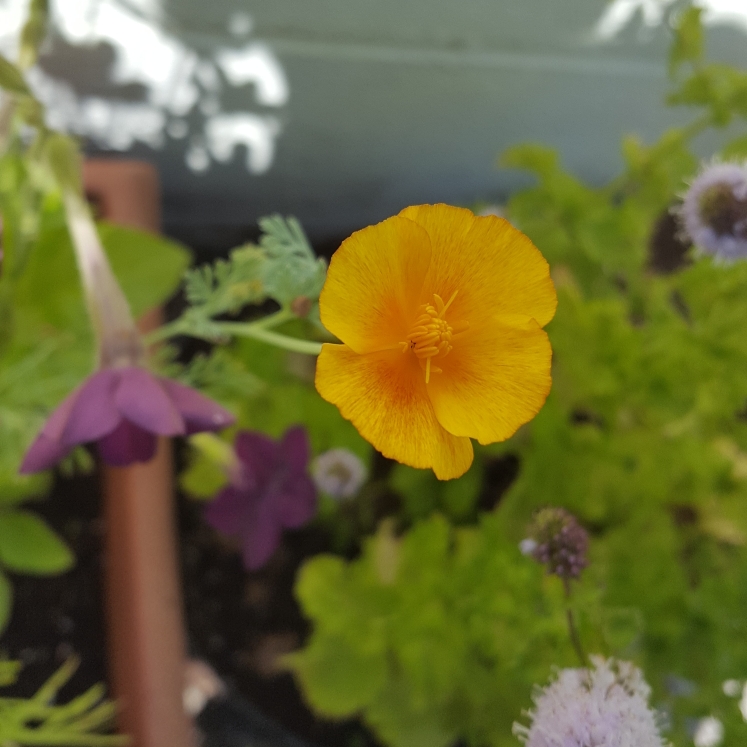 plant image 810052 plant image 810052