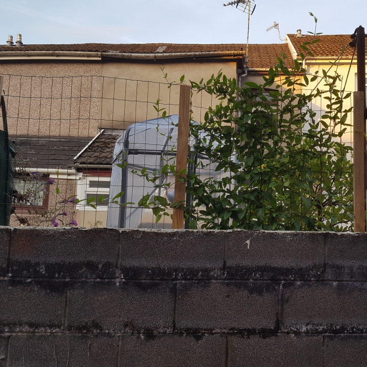 plant image 820946