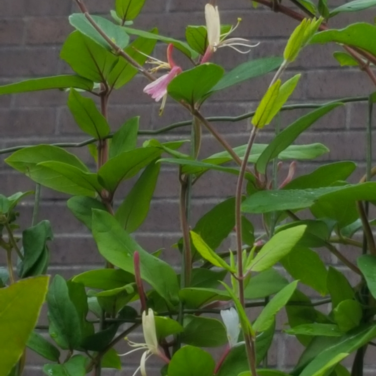 plant image 823332