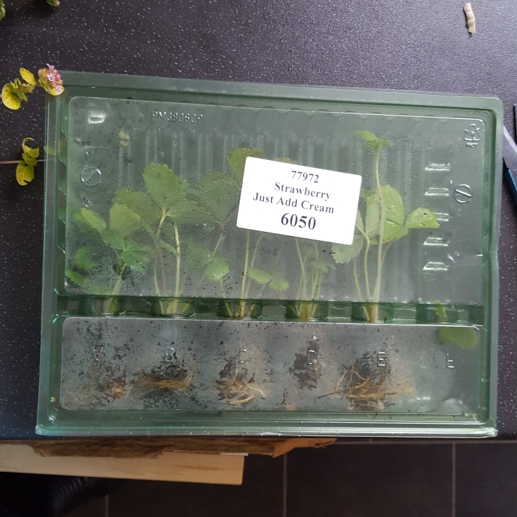 plant image 827400 plant image 827400