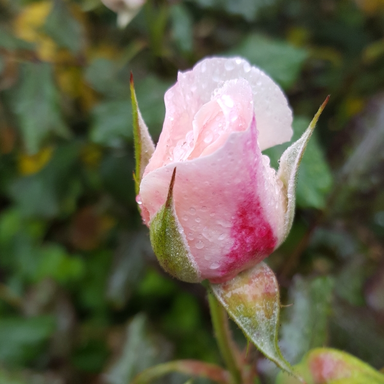 Plant image Rosa 'English Miss'