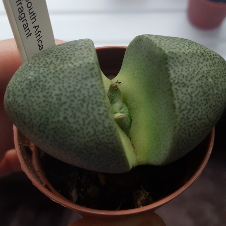 plant image 844044 plant image 844044