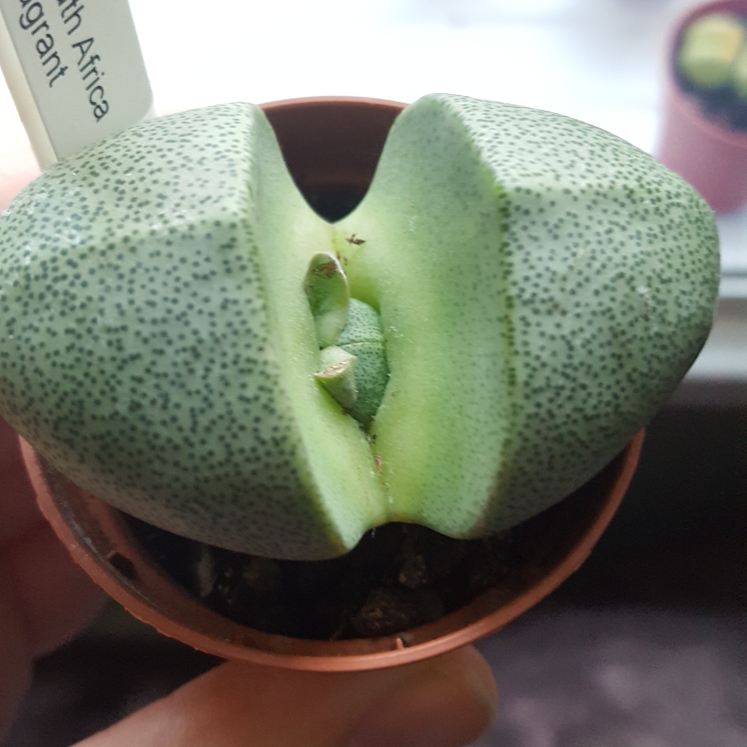 plant image 846912 plant image 846912