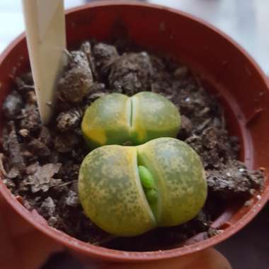 Lithops Fulviceps v. Fulviceps Aurea