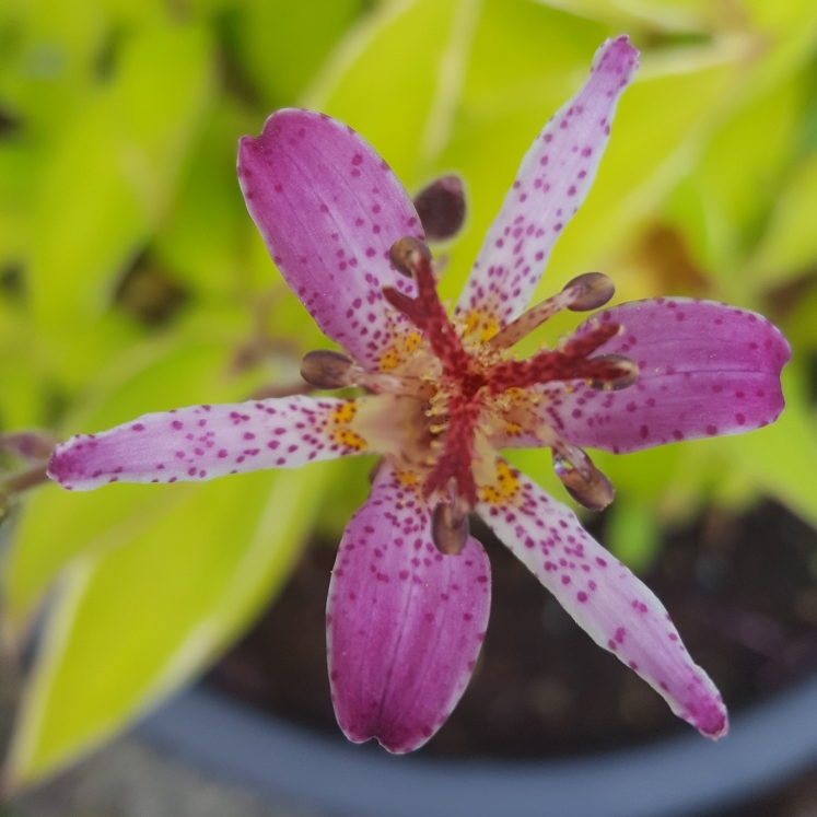 Plant image Tricyrtis formosana