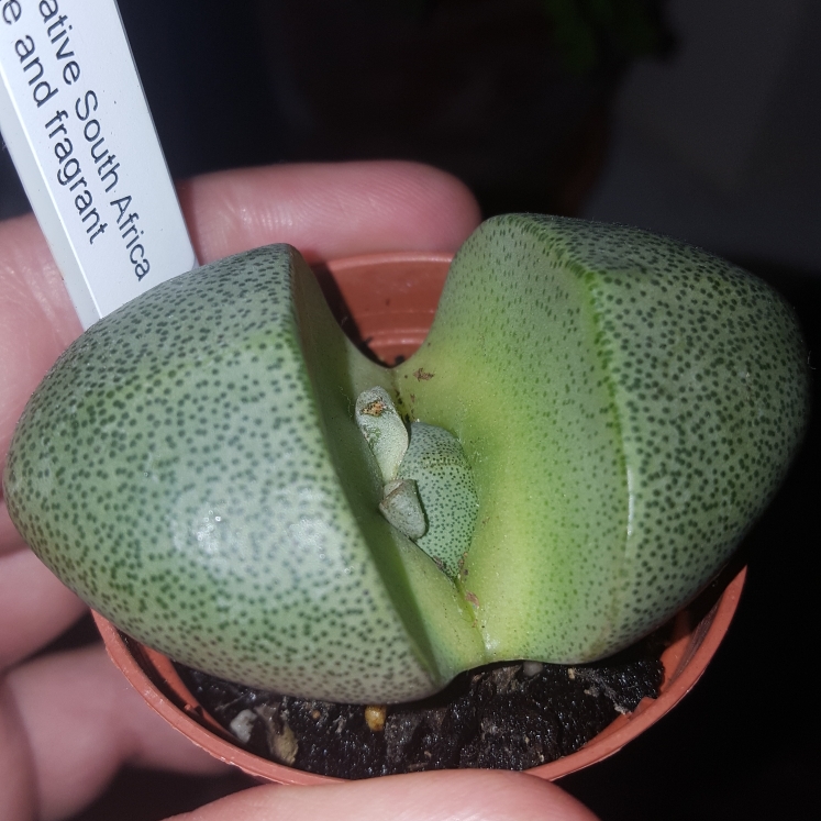 plant image 852579 plant image 852579