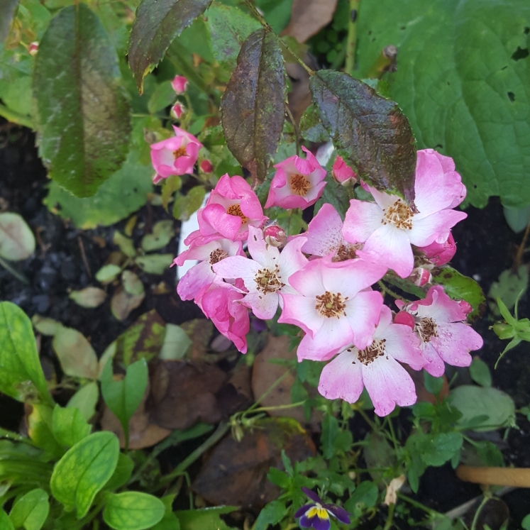 plant image 859100 plant image 859100