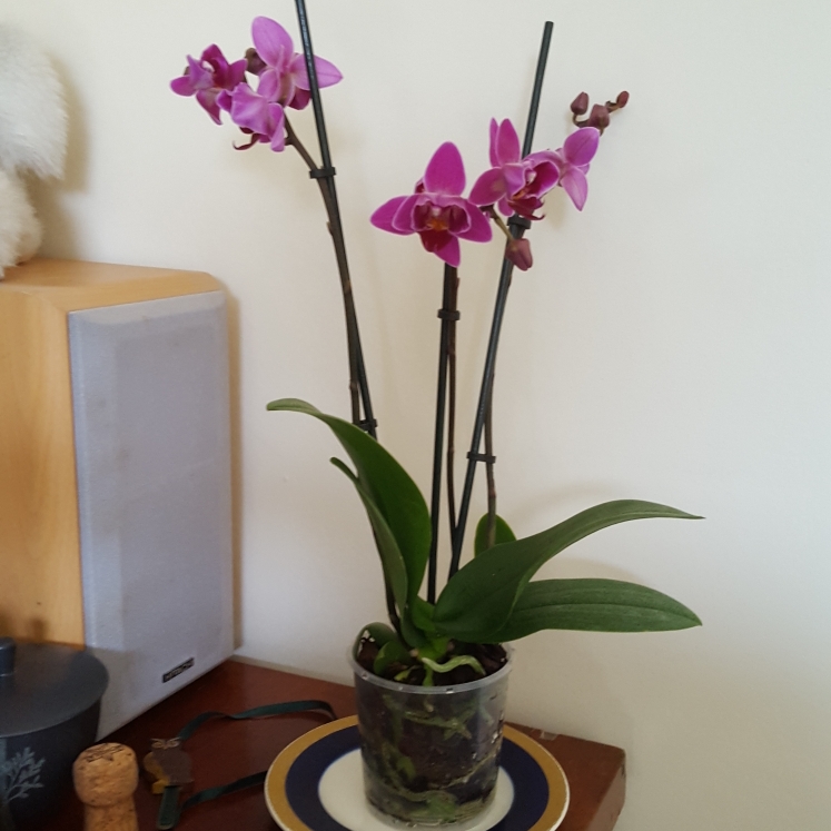 plant image 859287 plant image 859287