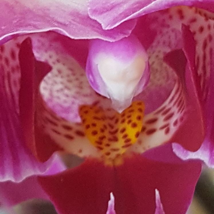 plant image 859995 plant image 859995