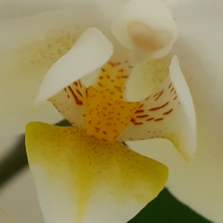 plant image 860787 plant image 860787