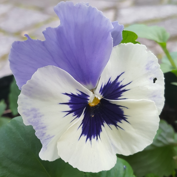 Plant image Viola cornuta 'Penny Marina'