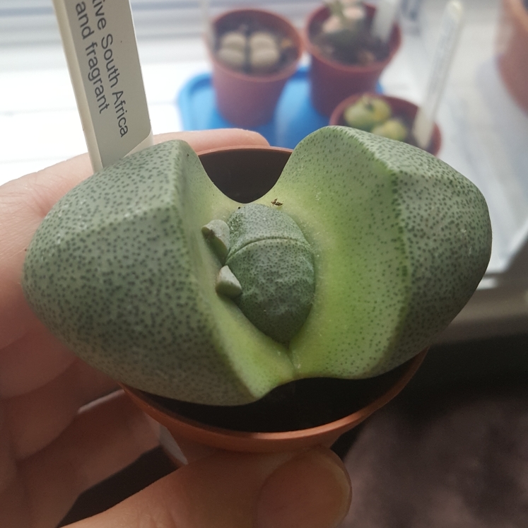 plant image 872107 plant image 872107
