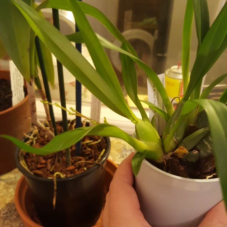 plant image 873522 plant image 873522