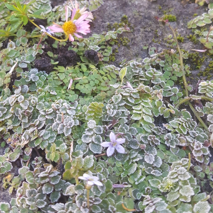 plant image 881515 plant image 881515