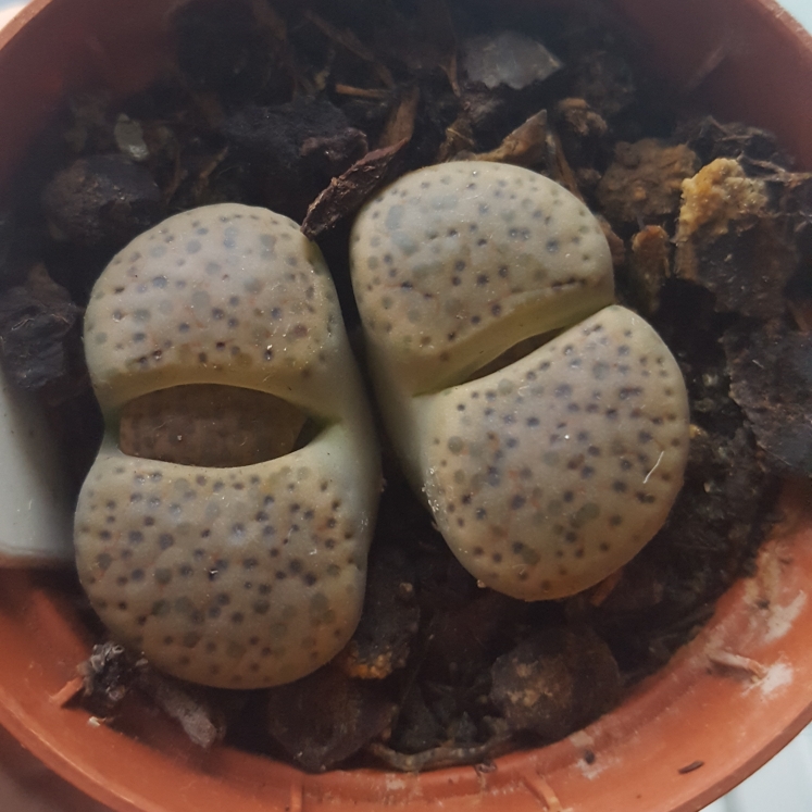 plant image 887103