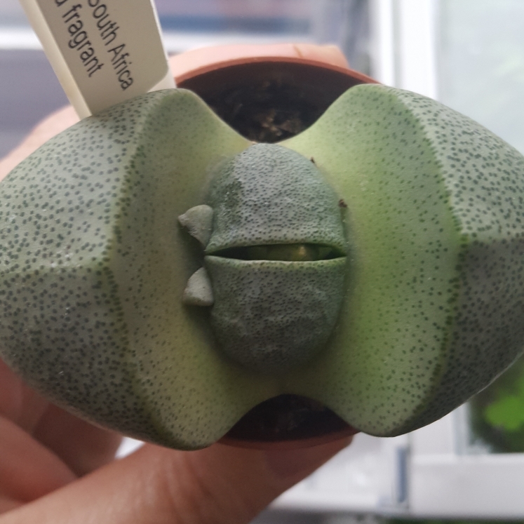 plant image 887105 plant image 887105