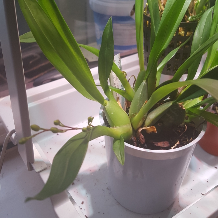 plant image 887252 plant image 887252