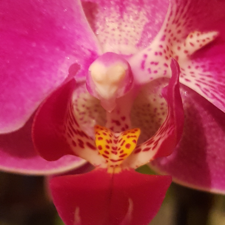 plant image 887698 plant image 887698