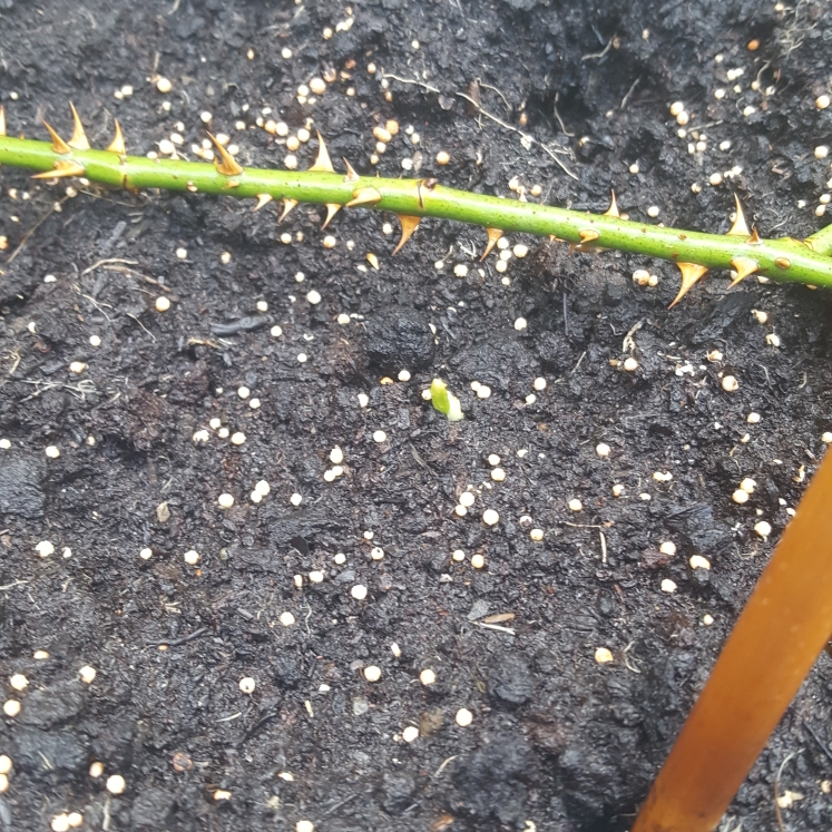 plant image 891466