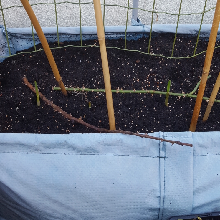 plant image 894825