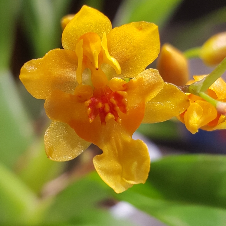 plant image 897544 plant image 897544
