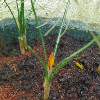 Crocus