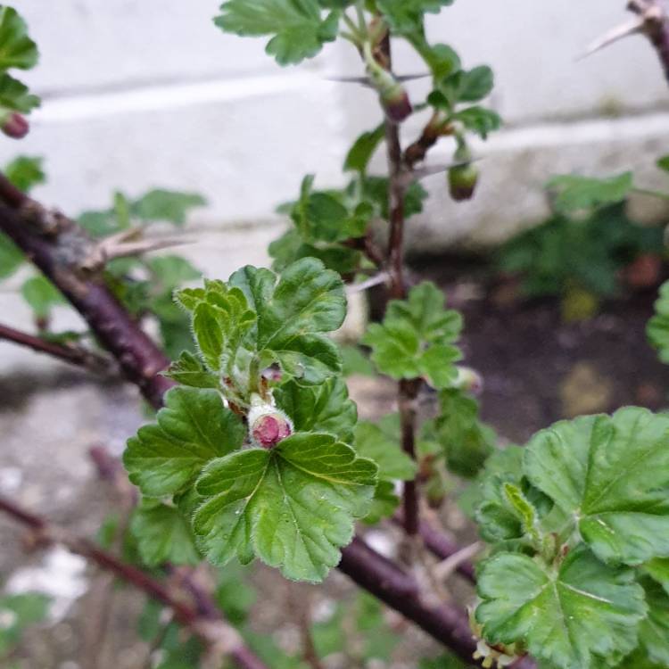 plant image 965787