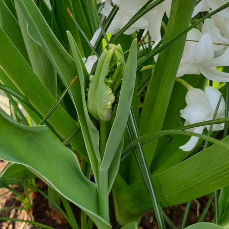 plant image 974497 plant image 974497