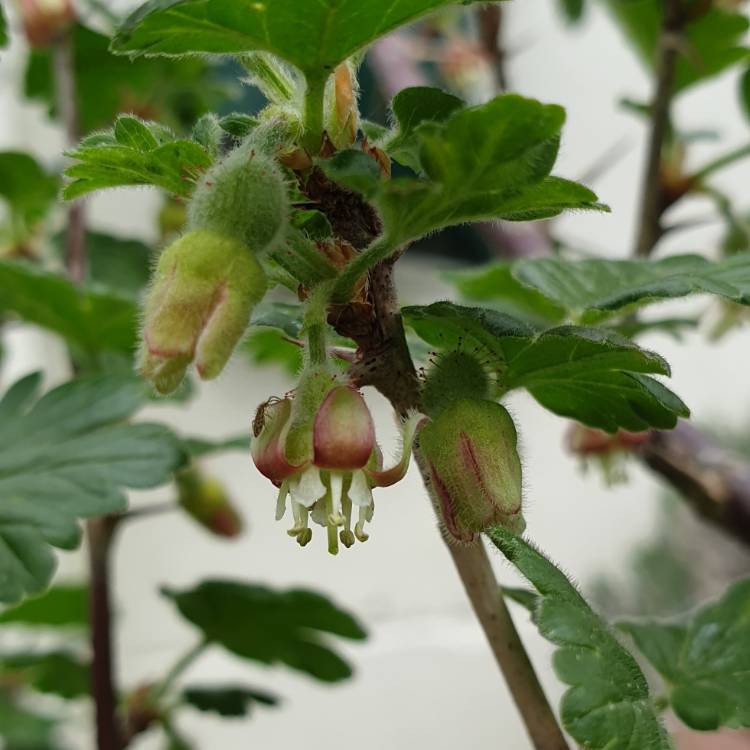 plant image 978277