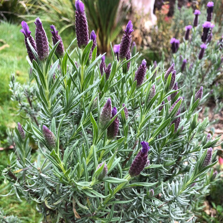 plant image 1165193