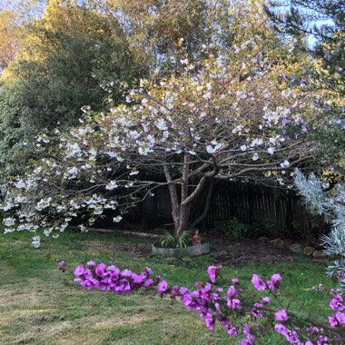 Lil's garden