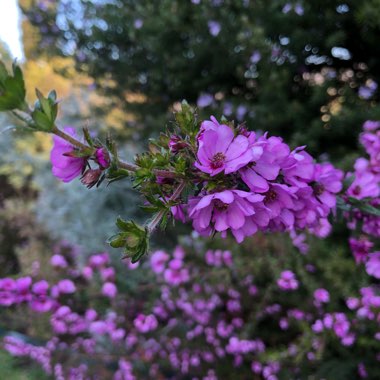Lil's garden