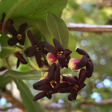 Pittosporum