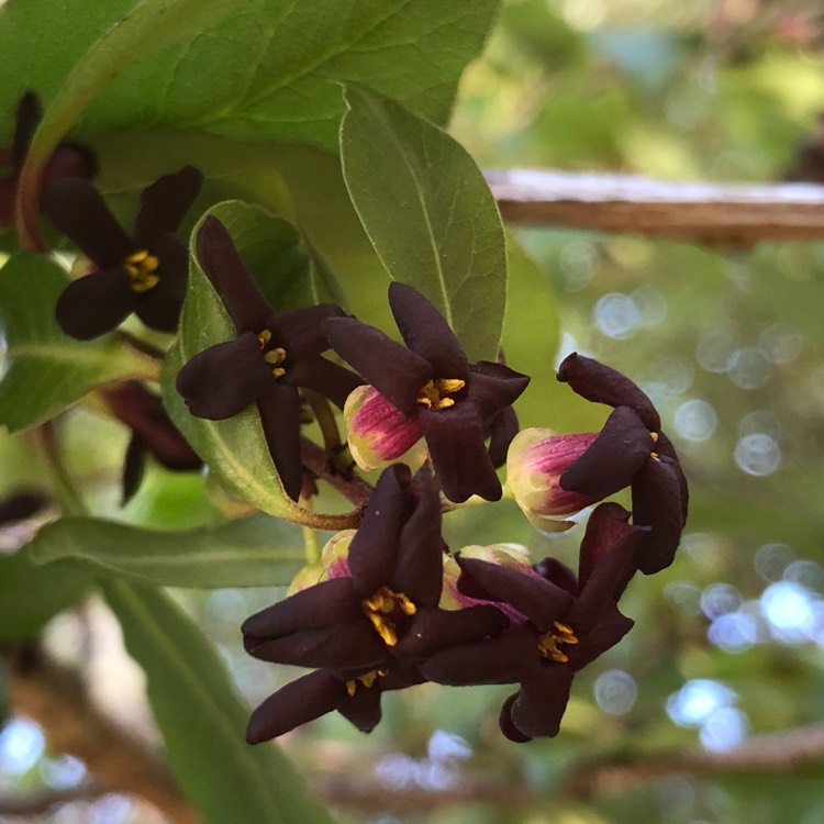 Plant image Pittosporum