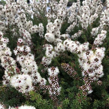 Tick Bush