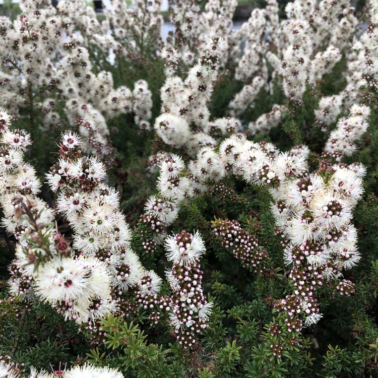 Plant image Kunzea ambigua