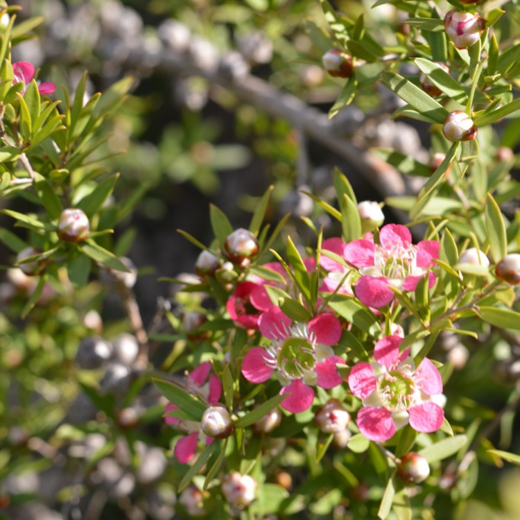 plant image 281903